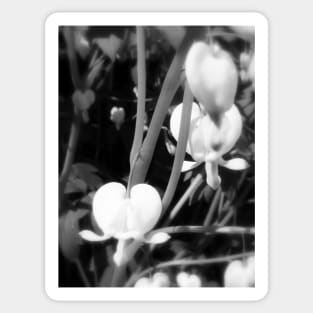 white bleeding heart macro, black and white Sticker